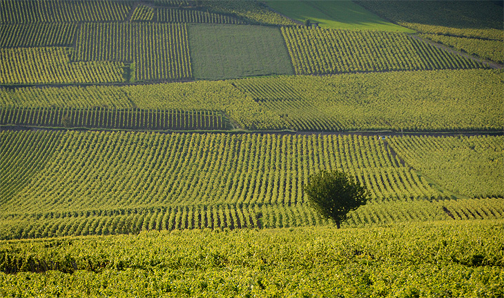 Bourgogne: Vino di Borgogna