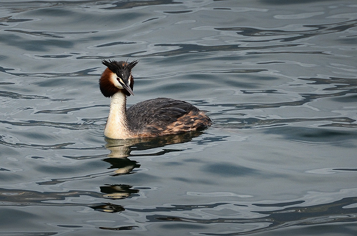 Lago di Iseo: Wolverine duck