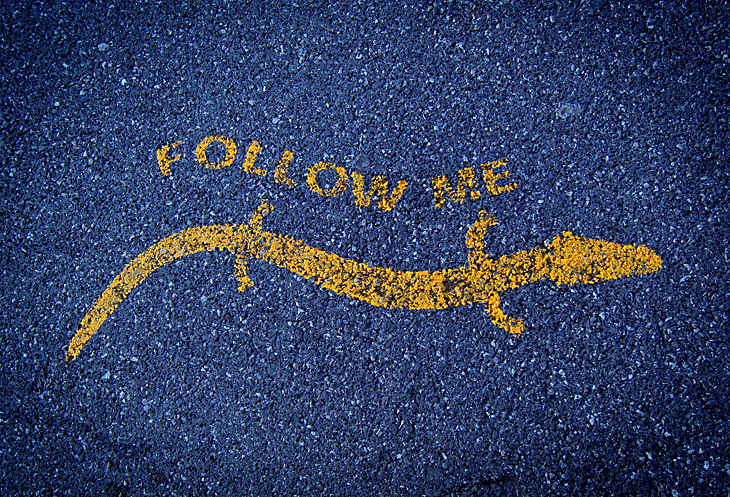 Postojna: Follow me