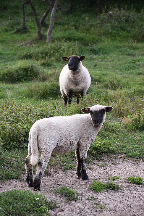 Rubjerg Knude: Shaun the Sheep