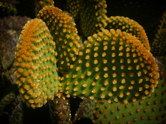 Pozzuoli: Cactus
