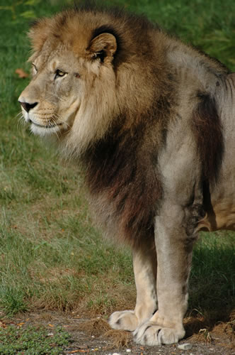 Lyon zoo: Leone