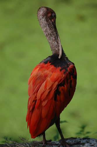 La Palmyre zoo: Ibis rosso