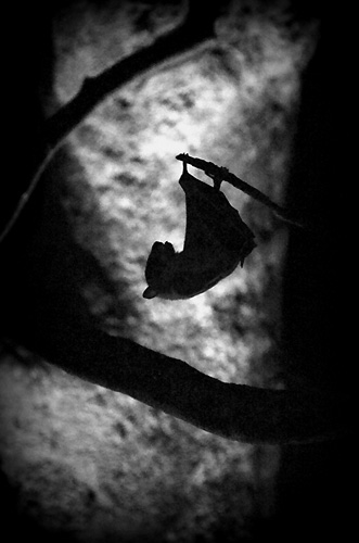 Zoo de La Palmyre: Pipistrello