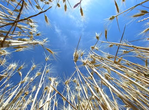Provence: Dormi sepolto in un campo di grano...