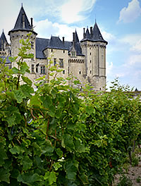 Castello di Saumur: vigneti