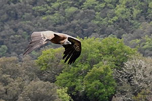 Ardeche: Grifone