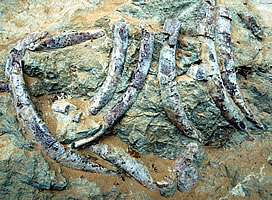 Sirenidi fossili