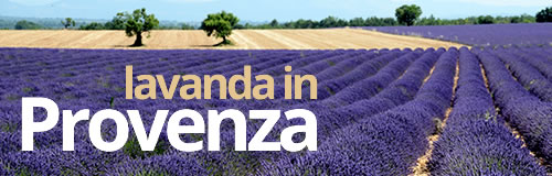 lavanda valensole