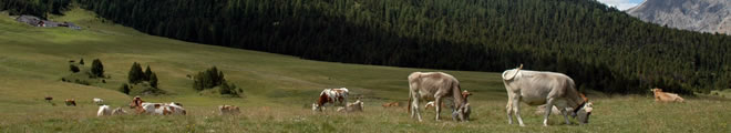Parco Nazionale Svizzero: mucche