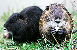 Torre Mozza: nutrie