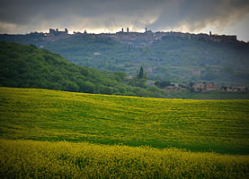 Montalcino: colline toscane