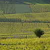 Vino di Borgogna