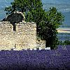 Rudere nella lavanda