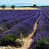 Campi di lavanda