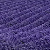 Lavanda in fiore