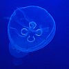 Meduse