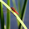 Libellula rossa