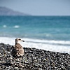 La gabbianella e il mare