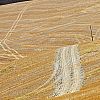 Crete senesi