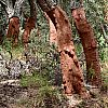 Querce da sughero