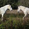 Cavalli Camargue