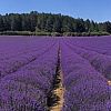 Fioritura della lavanda