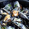 Moules de Bouchot