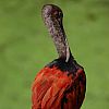 Ibis rosso