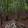 Passeggiata alle cascate della Camosciara