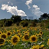 Girasoli nucleari