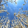 Dormi sepolto in un campo di grano...