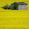Campo giallo