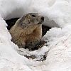 Marmotta