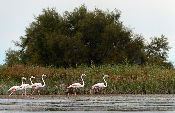 Plage de Piemançon: Fenicotteri rosa