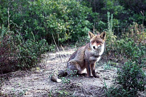 Parco dell'Uccellina: Volpe