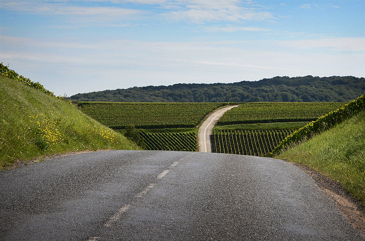 Champagne: Strada tra i vigneti