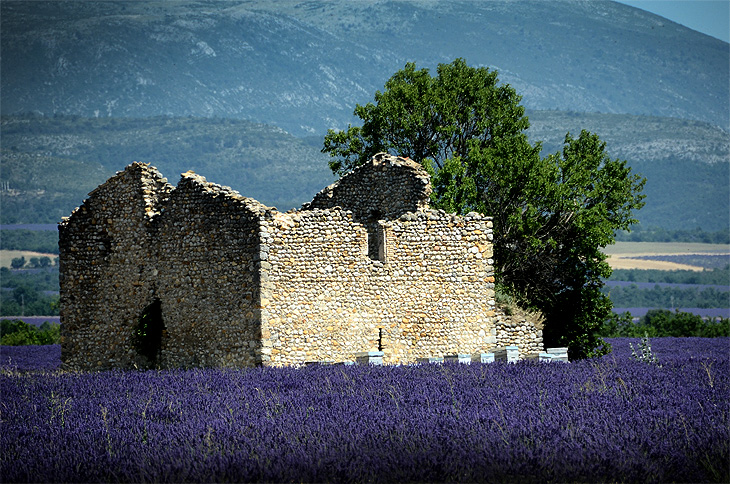 Altipiano di Valensole: Rudere nella lavanda