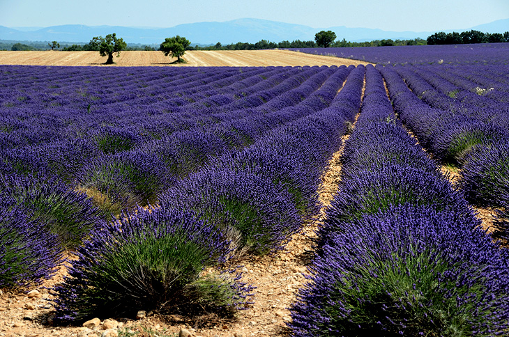 Plateau de Valensole: Campi di lavanda