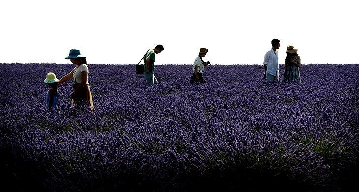 Plateau de Valensole: Lavenders