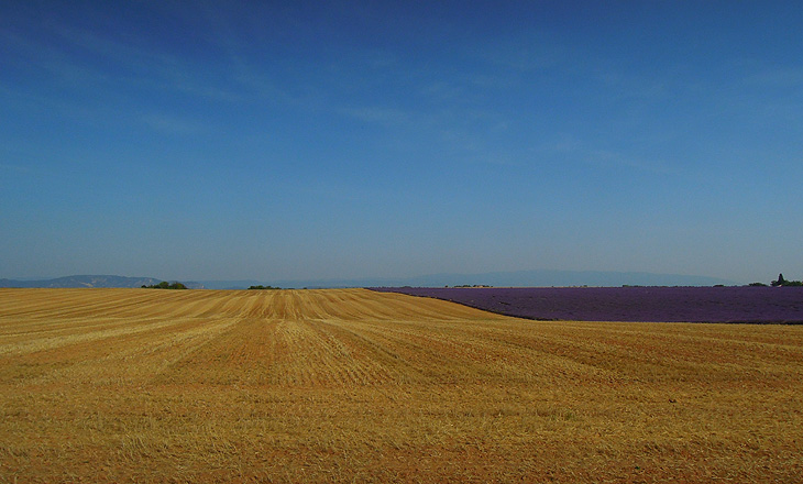 Plateau de Valensole: Campagna