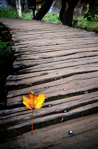 Parco Nazionale dei Laghi di Plitvice: Foglia