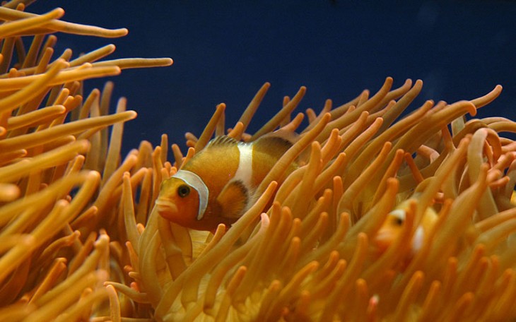 Acquario di Genova: Pesce Pagliaccio