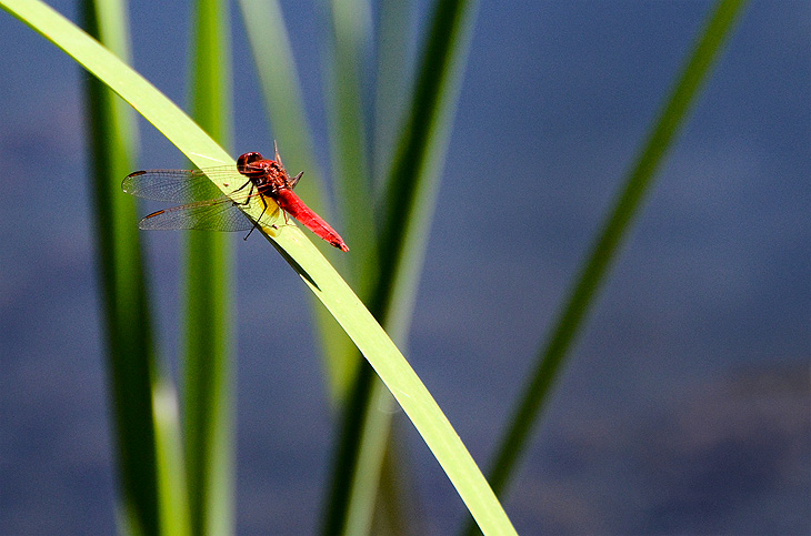 Laghi di Monticchio: Libellula rossa