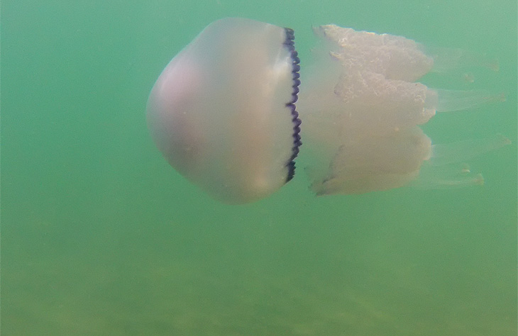 Lido di Scanzano: Medusa