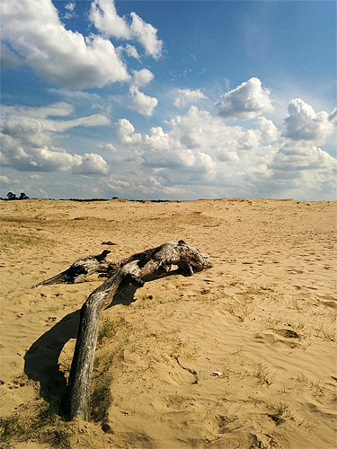 Parco Nazionale De Hoge Veluwe: Dune