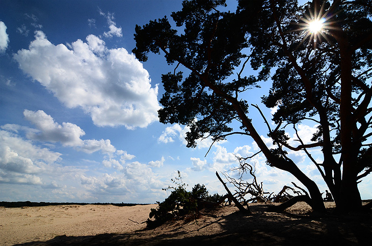 Parco Nazionale De Hoge Veluwe: Dune