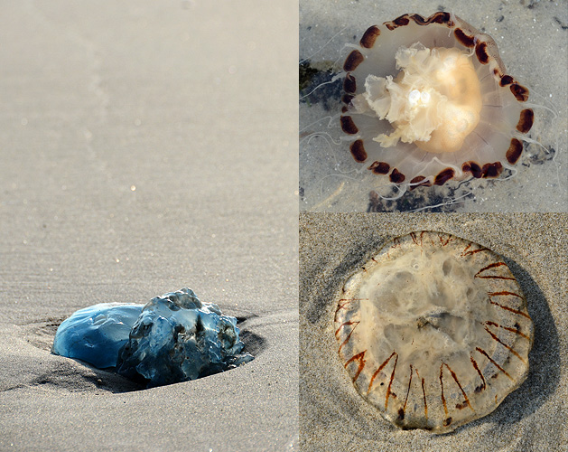 Isola di Texel: Meduse