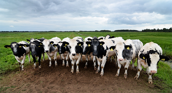 Giethoorn: Atom Heart Mother