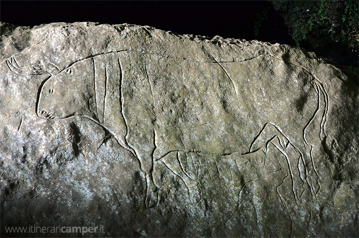 Grotta del Romito (Papasidero): Bos primigenius
